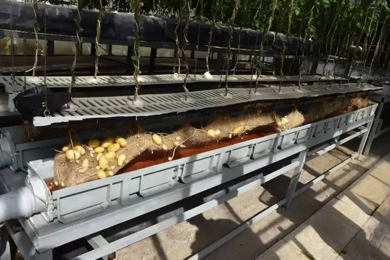 Yerli Patates Üretiminde Niğde Enstitüsü'nden Çığır Açan Gelişmeler