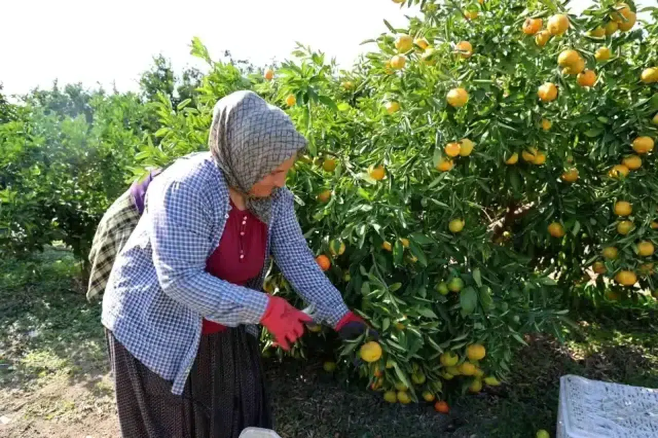 Adana'da Mandalina Fiyatları Düşerken, Marketlerde Yükseliş Sürüyor!