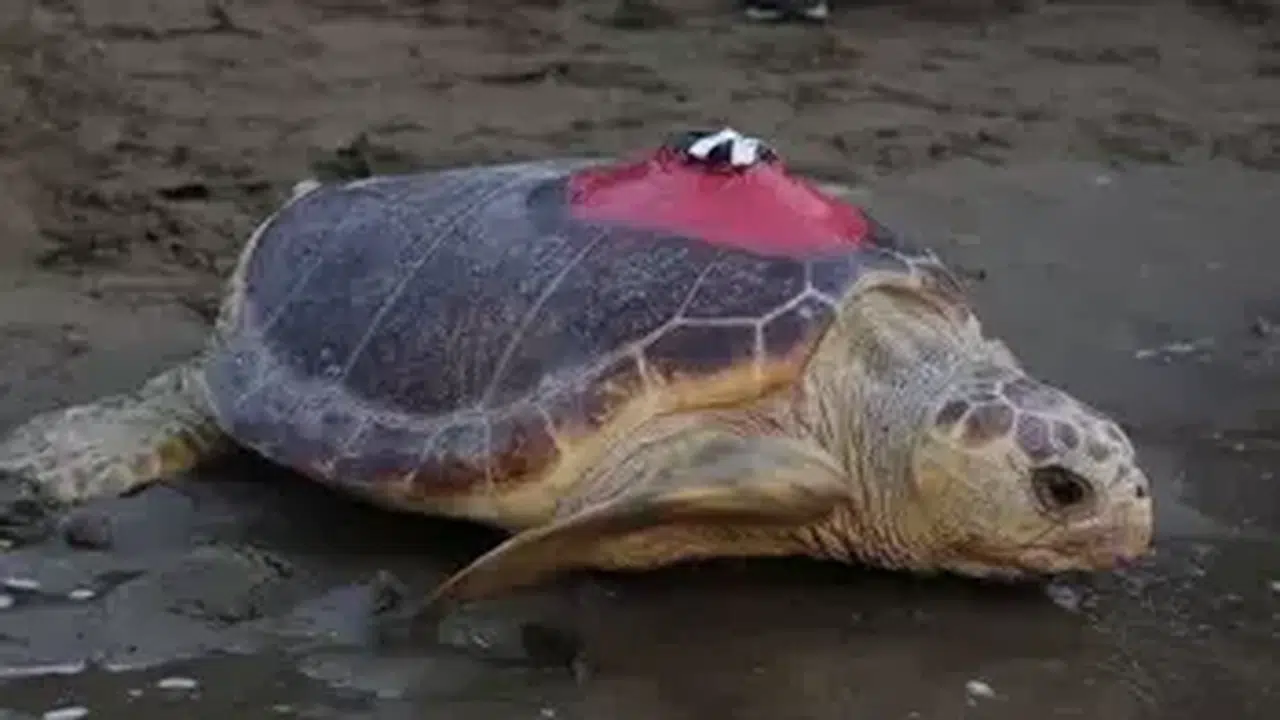 Yaralı caretta caretta Tuba, 7,500 km yol alarak Dalyan'a geri döndü!