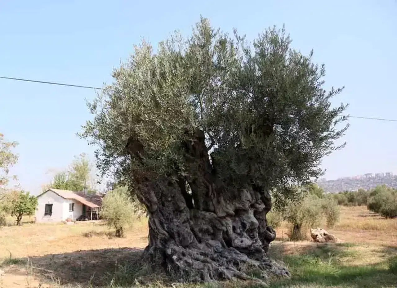 Anıt Zeytin Ağaçları: Manisa'dan Antalya'ya, 70 kg Zeytin Bekleniyor!