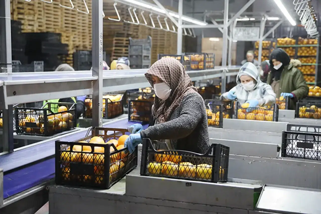 Saraylım Tarım, İflas Tehdidi Altında Konkordato Talep Etti