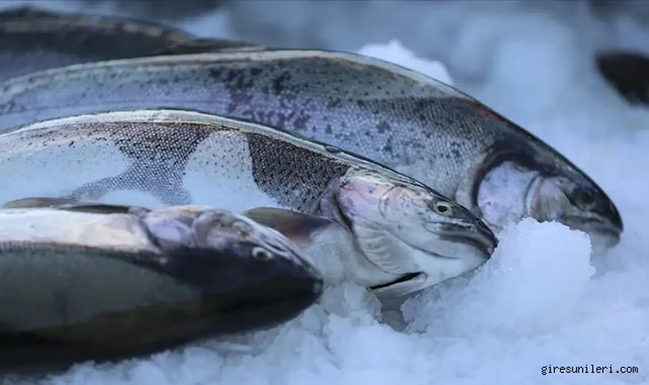 Doğu Karadeniz'den Somon İhracatı 152 Milyon Doları Geçti