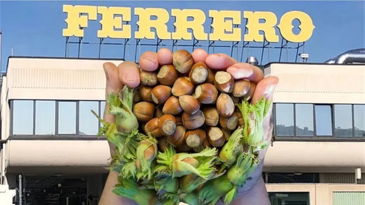 Fındık Fiyatları Yükselecek mi? Ferrero'dan Flaş Açıklama
