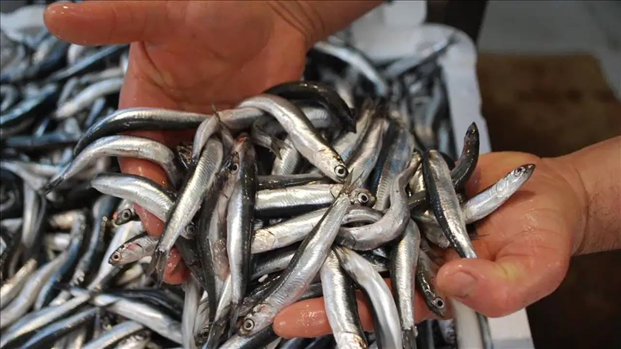 Karadeniz'de Hamsi Bolluğu: Fiyatlar Düştü, Tüketici Seviniyor!