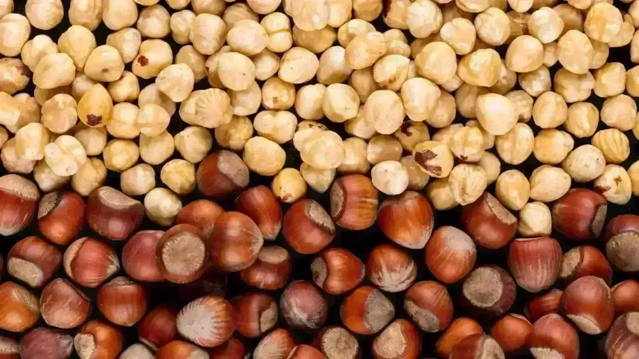 Fındık Fiyatları 9 Kasım’da Düştü, Üreticilerin Beklentileri Değişiyor