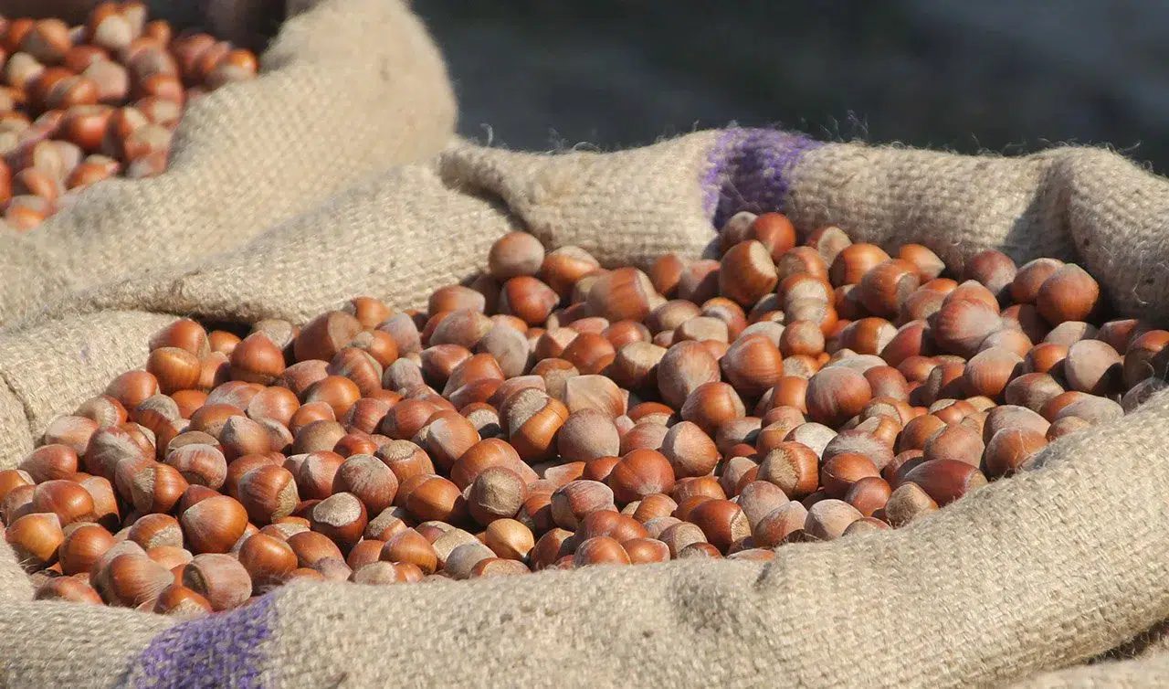 Ferrero'nun Alım Değişikliği Fındık Fiyatlarını Sabitledİ