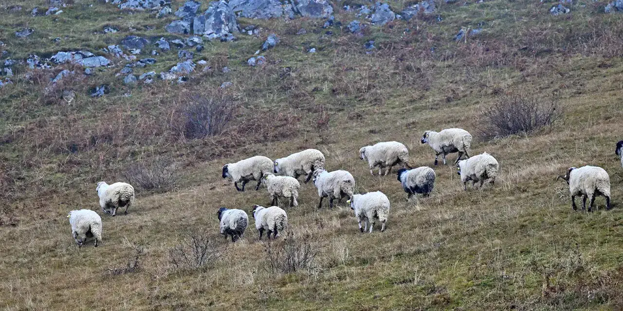Saveriksa Yaylası'nda Besicilerin Kış Hazırlıkları Devam Ediyor