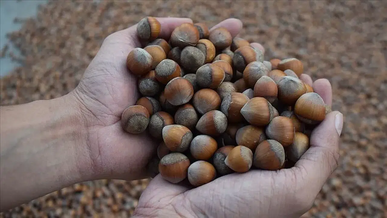 Fındık Fiyatları 12 Kasım'da Düştü, Piyasalarda Belirsizlik Hakim!