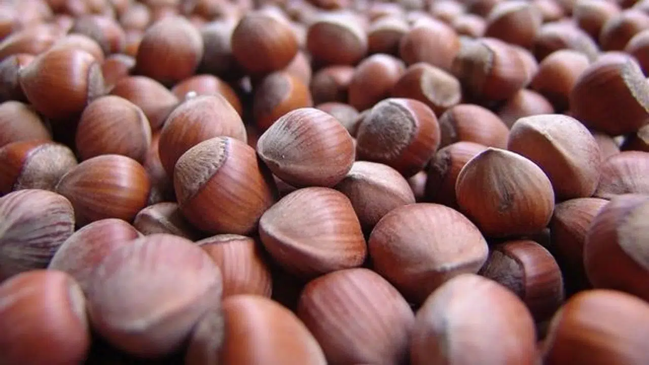 Fındık İhracatında Düşüş: Türkiye'nin Ekonomisi ve Üreticiler Endişeli