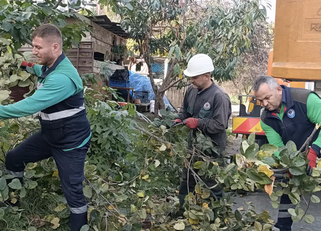 Trabzon'da Kışa Hazırlık: Ağaç Budama Ve Bakım Çalışmaları Başladı