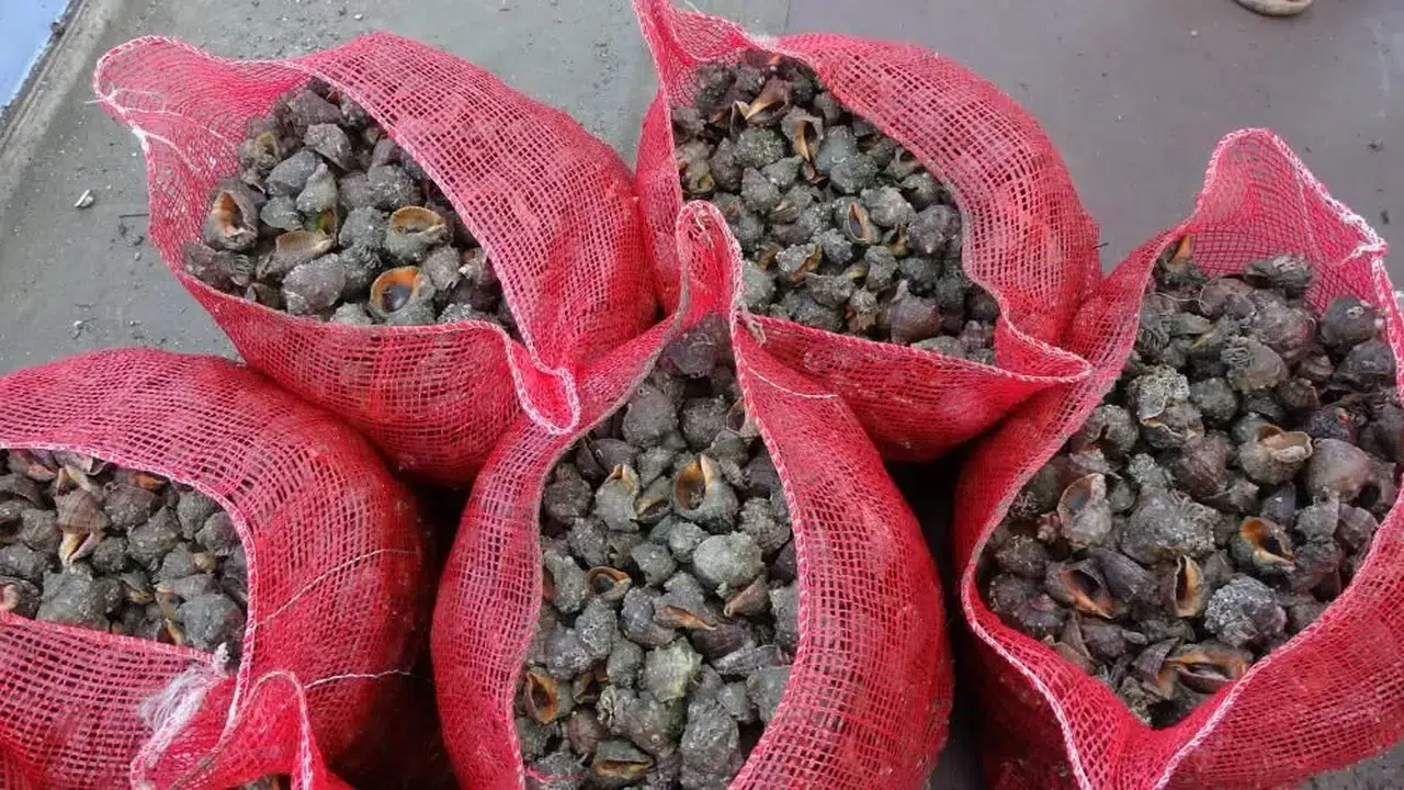 Karadeniz'de Yabancı Türler Ekosistemi Tehdit Ediyor