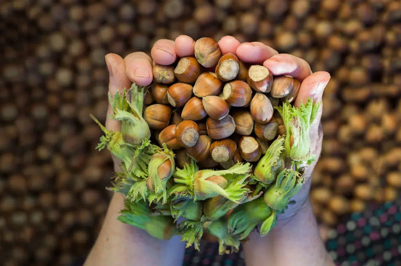 Trabzon'un Fındık İhracatı 2023'te Miktar Ve Değer Açısından Düştü