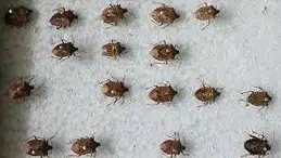 Kahverengi Kokarca Uyarısı: Fındık Üreticileri İçin Acil Önlem Çağrısı