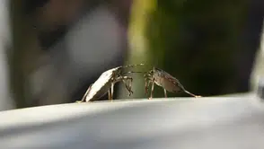 Kahverengi Kokarca: Bahar Aylarında Tarımda Büyük Tehlike Oluşturuyor!