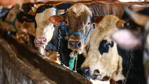 2026 Yılı Kurban Hizmetleri Yönetmeliği Yayınlandı!