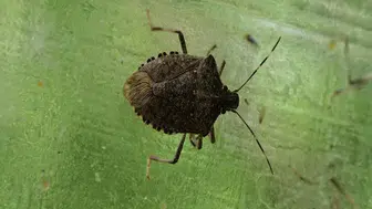 Türkiye'nin Fındık Üretiminde 250 Bin Ton Azalma Yaşandı!