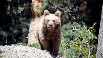 Eureka'da Vahşi Ayılar Hayvanat Bahçesinin Gözdesi Oldu!