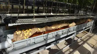 Yerli Patates Üretiminde Niğde Enstitüsü'nden Çığır Açan Gelişmeler