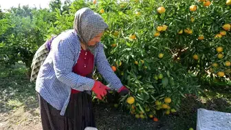 Adana'da Mandalina Fiyatları Düşerken, Marketlerde Yükseliş Sürüyor!