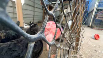 Gazze'de Savaşın Ortasında Hayvanlar İçin Umut Işığı