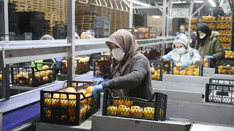 Saraylım Tarım, İflas Tehdidi Altında Konkordato Talep Etti