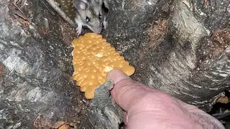 Nadir Anadolu Dikenli Faresi, Doğa Yürüyüşünde Bisküviyle Tanıştı