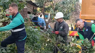 Trabzon'da Kışa Hazırlık: Ağaç Budama Ve Bakım Çalışmaları Başladı