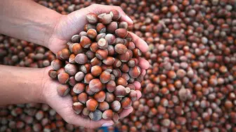 Fındık Fiyatları 280 TL'yi Aştı: Üreticilere Umut Veren Gelişmeler!