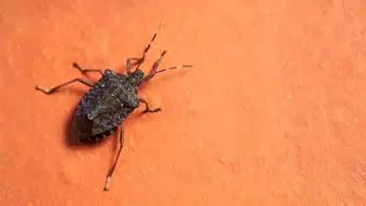 Kahverengi Kokarca Zararlısı Türkiye'de Gıda Güvenliğini Tehdit Ediyor