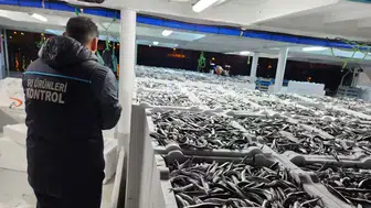 Trabzon'da Hamsi Avcılığı Denetimleri İle Sürdürülebilirlik Sağlanıyor