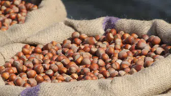 Ferrero'nun Alım Değişikliği Fındık Fiyatlarını Sabitledİ