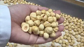 Türkiye, Fındık İhracatında 351 Milyon Dolar Gelir Elde Etti