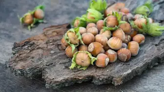 Fındık Fiyatlarında Ani Düşüş: Üreticiler ve Yatırımcılar Endişeli