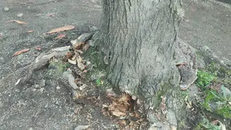 "Trabzon'da Ağaç Kesimlerinin Sebepleri Araştırıldı"