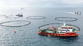 Türk Somonu İhracatı Hızla Büyüyor, Milyar Dolar Hedefi Belirlendi