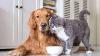 Evlilik Hayvan Kimliklendirme Süresi 2025'te Son Bulacak