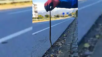 Karadeniz'deki Yılanların Kış Uykusu Tehlikeye Girdi!