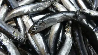 Türkiye'nin Hamsi İhracatında Avrupa'da Rekor Artış: Belçika Öne Çıktı