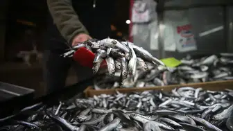 Türkiye'nin Hamsi İhracatı 2025'te Yüzde 7 Artışla Rekor Kırdı