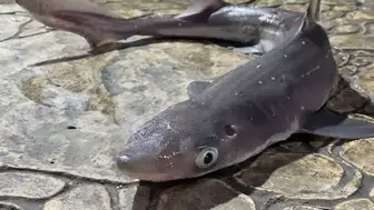 Camgöz Köpekbalıkları Karadeniz'de Balıkçıları Tedirgin Ediyor