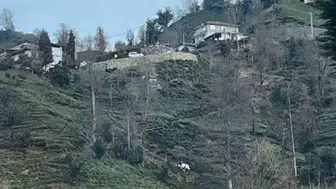 Güneysu'da Eski Muhtar Mercan, Kontrolden Çıkan Aracıyla Uçuruma Düştü