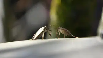 Kahverengi Kokarca: Bahar Aylarında Tarımda Büyük Tehlike Oluşturuyor!