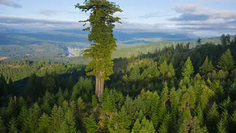 Trabzon'da Orman Alanlarının Daralması Çevresel Sorunları Artırıyor