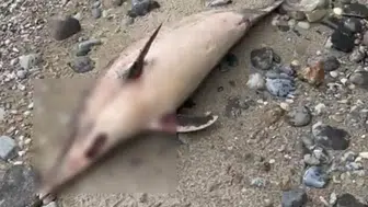 Trabzon'da Yunus Ölümleri Tehlike Sinyali Veriyor: Ekosistem Krizi!