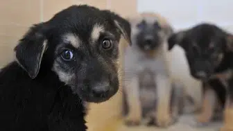 Trabzon'da Sahipsiz Hayvanlar için Koruma Birliği Kuruluyor