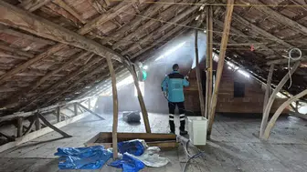 Trabzon'da Kahverengi Kokarcaların Yükselen Tehdidi!