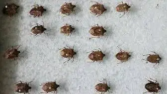 Kahverengi Kokarca Uyarısı: Fındık Üreticileri İçin Acil Önlem Çağrısı