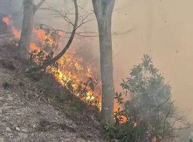 Trabzon'da 35 Noktada Çıkan Örtü Yangınları Kontrol Altına Alındı