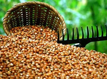 Trabzon Fındık İhracatında 4 Bin Tonla 60 Milyon Doları Aştı