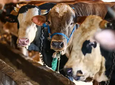 2026 Yılı Kurban Hizmetleri Yönetmeliği Yayınlandı!